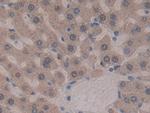 GSTT2 Antibody in Immunohistochemistry (Paraffin) (IHC (P))