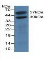 Histone Macro-H2A.1 Antibody in Western Blot (WB)