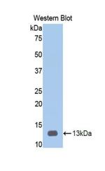 HPa1 Antibody in Western Blot (WB)