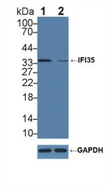 IFI35 Antibody in Western Blot (WB)