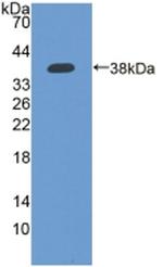 IFI35 Antibody in Western Blot (WB)