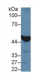 IDH1 Antibody in Western Blot (WB)