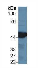 IDH1 Antibody in Western Blot (WB)