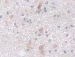 IDH2 Antibody in Immunohistochemistry (Paraffin) (IHC (P))