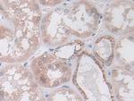 IDH2 Antibody in Immunohistochemistry (Paraffin) (IHC (P))