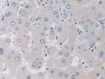 IDH2 Antibody in Immunohistochemistry (Paraffin) (IHC (P))