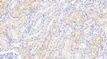 Lysozyme Antibody in Immunohistochemistry (Paraffin) (IHC (P))