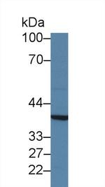 MPI Antibody in Western Blot (WB)