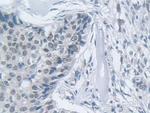 MPP5 Antibody in Immunohistochemistry (Paraffin) (IHC (P))