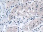 MPP5 Antibody in Immunohistochemistry (Paraffin) (IHC (P))