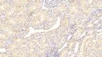 Mgea5 Antibody in Immunohistochemistry (Paraffin) (IHC (P))
