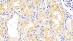 DJ-1 Antibody in Immunohistochemistry (Paraffin) (IHC (P))