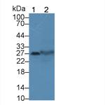 TSPAN1 Antibody in Western Blot (WB)