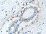 VCP Antibody in Immunohistochemistry (Paraffin) (IHC (P))