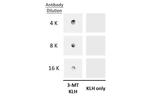3-Methoxytyramine Antibody in Dot Blot (DB)