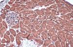 Caspase 1 p10 Antibody in Immunohistochemistry (Paraffin) (IHC (P))