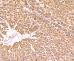 RARA Antibody in Immunohistochemistry (Paraffin) (IHC (P))