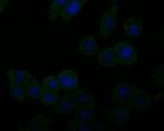 UQCRC2 Antibody in Immunocytochemistry (ICC/IF)