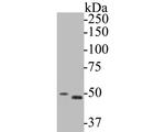 GSDMD Antibody in Western Blot (WB)