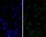 p16INK4a Antibody in Immunocytochemistry (ICC/IF)