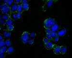 Contactin 2 Antibody in Immunocytochemistry (ICC/IF)