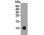 S100A2 Antibody in Western Blot (WB)