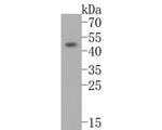 PHLDA1 Antibody in Western Blot (WB)