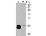 Ly-6C Antibody in Western Blot (WB)