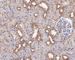 ERAB Antibody in Immunohistochemistry (Paraffin) (IHC (P))