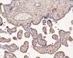 TSC1 Antibody in Immunohistochemistry (Paraffin) (IHC (P))