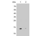 SNRPD3 Antibody in Western Blot (WB)