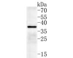 SLC25A37 Antibody in Western Blot (WB)