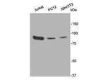 PI3K p85 alpha Antibody in Western Blot (WB)