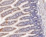 ASH2L Antibody in Immunohistochemistry (Paraffin) (IHC (P))