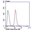 WDR5 Antibody in Flow Cytometry (Flow)