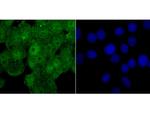 WDR5 Antibody in Immunocytochemistry (ICC/IF)