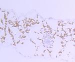 Rubisco activase Antibody in Immunohistochemistry (Paraffin) (IHC (P))