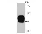 Rubisco activase Antibody in Western Blot (WB)