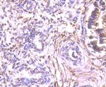 ALDH1A1 Antibody in Immunohistochemistry (Paraffin) (IHC (P))