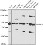 HDAC1 Antibody in Western Blot (WB)