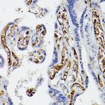 APOE Antibody in Immunohistochemistry (Paraffin) (IHC (P))