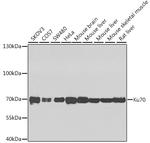 Ku70 Antibody in Western Blot (WB)