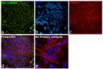 IKK gamma Antibody in Immunocytochemistry (ICC/IF)