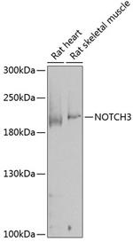 NOTCH3 Antibody in Western Blot (WB)