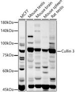 Cullin 3 Antibody in Western Blot (WB)