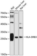 HLA-DRB3 Antibody in Western Blot (WB)