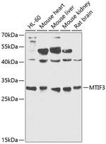 MTIF3 Antibody in Western Blot (WB)