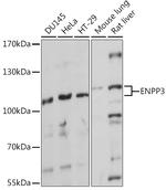 CD203c Antibody in Western Blot (WB)