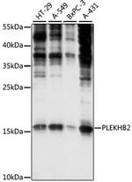 PLEKHB2 Antibody in Western Blot (WB)