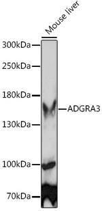 GPR125 Antibody in Western Blot (WB)